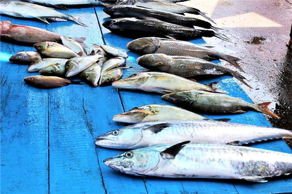 馬鮫魚(yú)是什么魚(yú) 馬鮫魚(yú)種類介紹