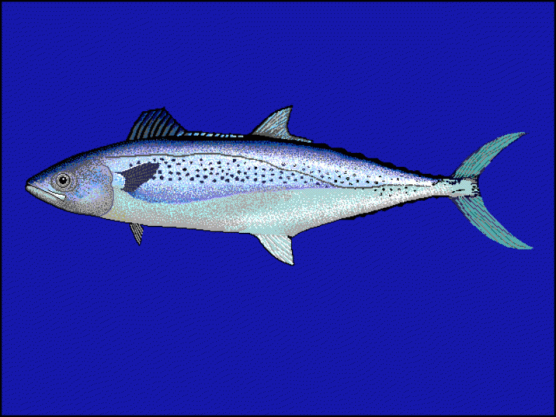 馬鮫魚(yú)是什么魚(yú) 馬鮫魚(yú)種類介紹