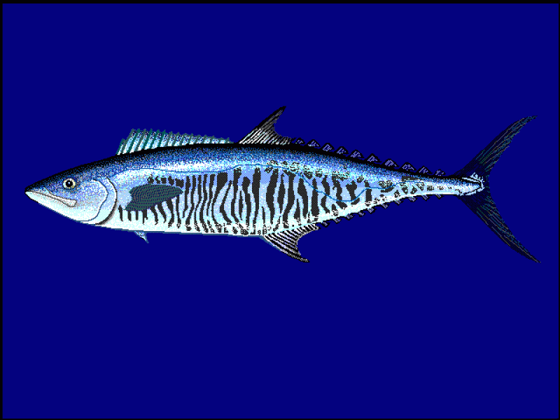馬鮫魚(yú)是什么魚(yú) 馬鮫魚(yú)種類介紹