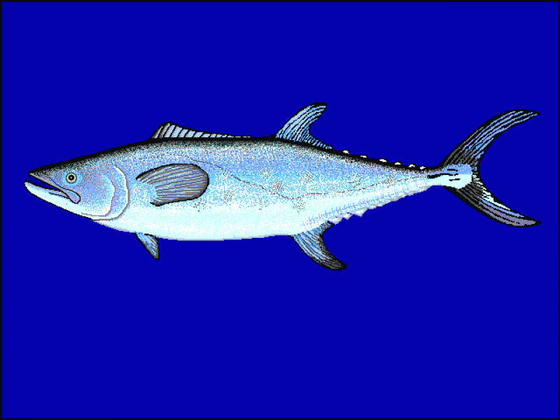 馬鮫魚(yú)是什么魚(yú) 馬鮫魚(yú)種類介紹