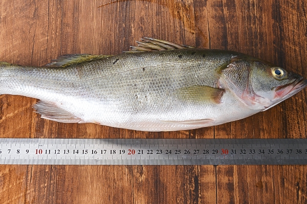 海鱸魚(yú)怎么處理 這樣最干凈