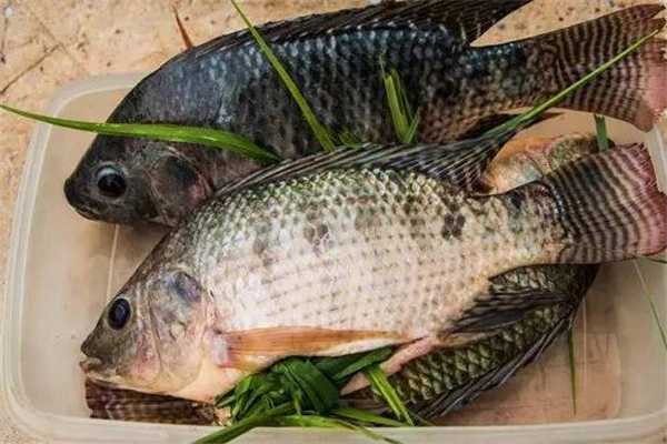 羅非魚(yú)有寄生蟲(chóng)嗎 加熱要徹底