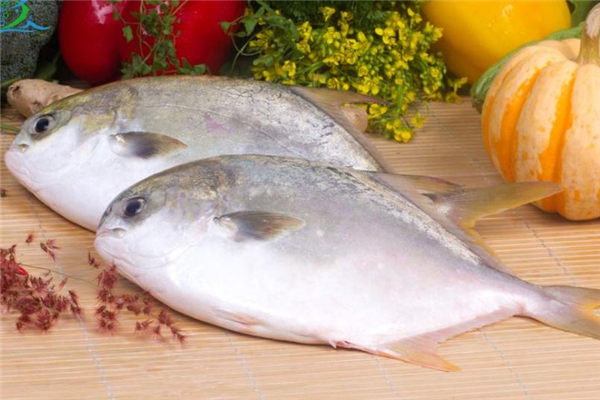 金鯧魚多少錢一斤 金鯧魚市場價(jià)格