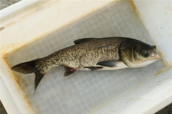 花鰱是發(fā)物嗎 花鰱魚(yú)食用禁忌