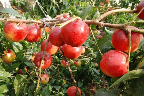 油桃的營(yíng)養(yǎng)價(jià)值是什么 油桃的作用