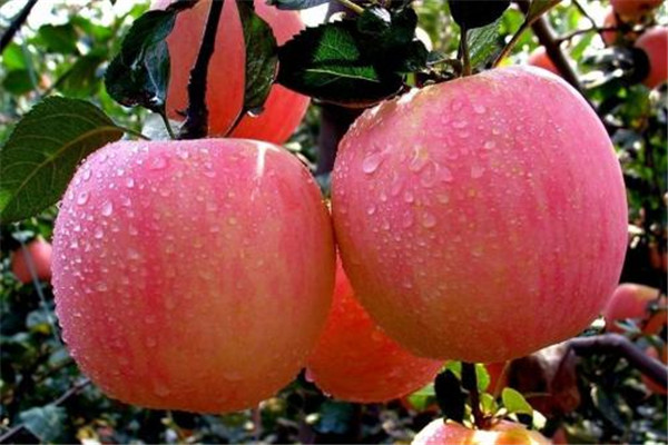 蘋(píng)果是不是柑橘類(lèi)水果 蘋(píng)果屬于什么水果