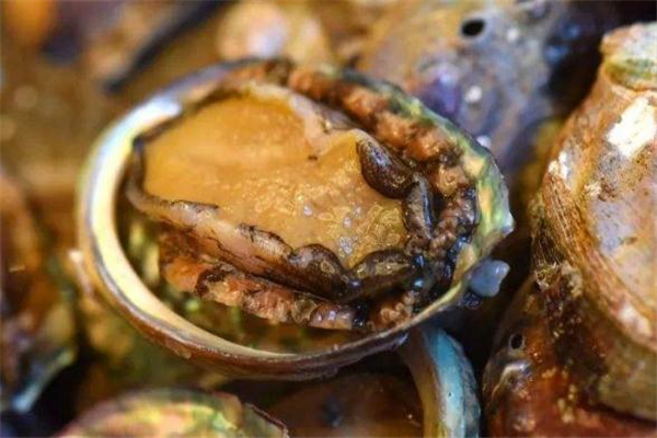 鮑魚(yú)可以帶殼一起煮嗎 鮑魚(yú)可以帶殼紅燒嗎