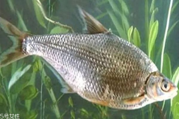 鳊魚是什么魚呢 鳊魚有什么營(yíng)養(yǎng)價(jià)值呢