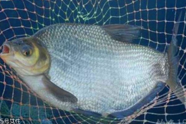 鳊魚是什么魚呢 鳊魚有什么營(yíng)養(yǎng)價(jià)值呢