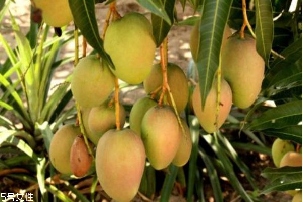 芒果有什么營(yíng)養(yǎng)價(jià)值呢 芒果不能和什么一起吃呢