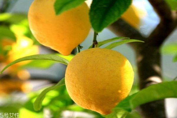 檸檬為什么可以美白呢 檸檬有什么營養(yǎng)價(jià)值呢