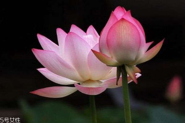 荷花有什么作用呢 一般幾月份荷花開(kāi)花呢