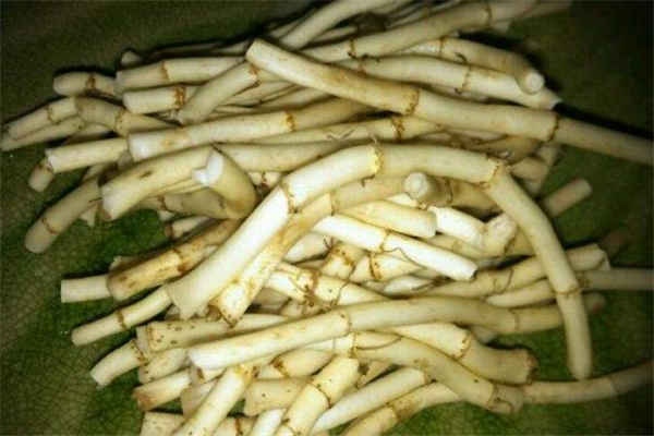 魚(yú)腥草和桑葉能一起泡嗎 魚(yú)腥草桑葉水的功效