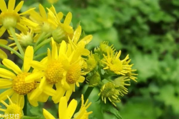 什么是清明菜呢 清明菜有什么營養(yǎng)價(jià)值呢