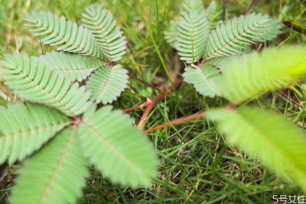 含羞草的花語(yǔ)是什么呢 含羞草開花是幾月份呢
