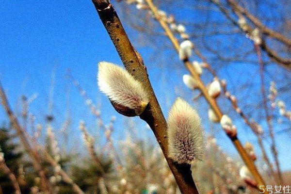 銀芽柳的花語(yǔ)是什么呢 銀芽柳的花期是什么時(shí)候呢