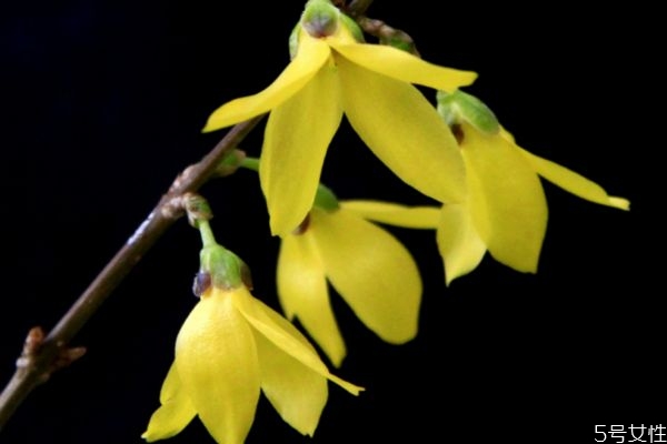 連翹的花語(yǔ)是什么呢 連翹的種植要注意什么呢