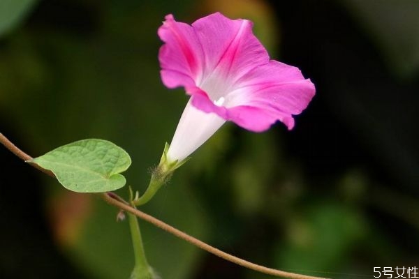 什么是牽?；?牽牛花有什么作用呢