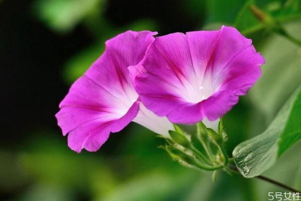 牽?；ǖ幕ㄕZ(yǔ)是什么呢 牽?；ǖ姆N植要注意什么呢