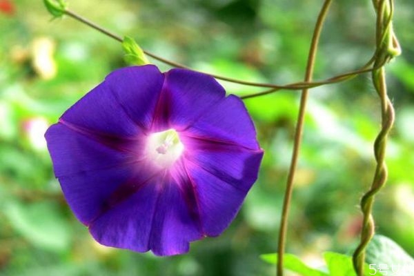 牽牛花的花語(yǔ)是什么呢 牽?；ǖ姆N植要注意什么呢