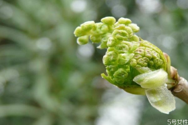 桑樹(shù)花是一種什么花呢 桑樹(shù)花有什么作用呢