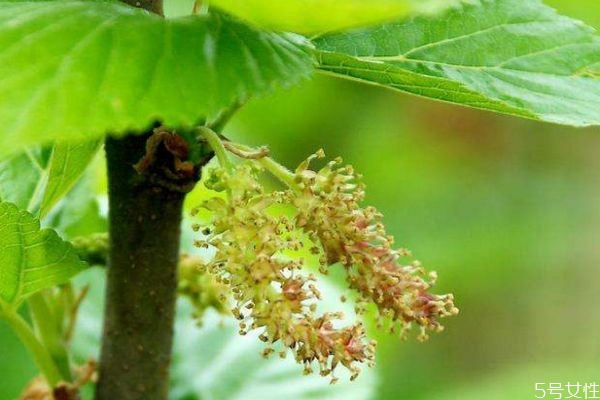 桑樹(shù)花是一種什么花呢 桑樹(shù)花有什么作用呢