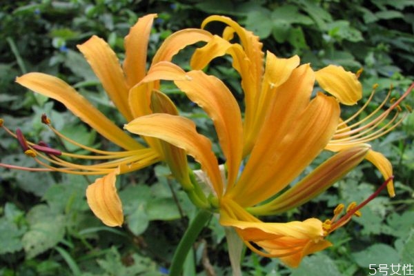 忘憂草的花語(yǔ)是什么呢 忘憂草的種植要注意什么呢