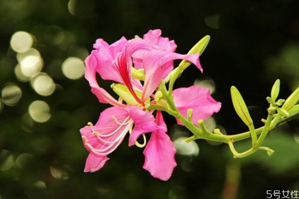 羊蹄甲的花語(yǔ)是什么呢 羊蹄甲的種植需要注意什么呢