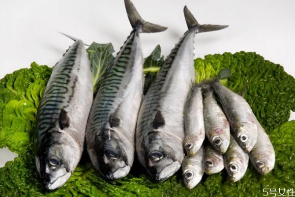 沙丁魚(yú)有什么營(yíng)養(yǎng)價(jià)值呢 吃沙丁魚(yú)有什么好處呢