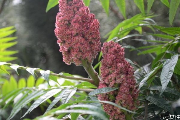 什么是火炬樹(shù)呢 火炬樹(shù)有什么作用嗎