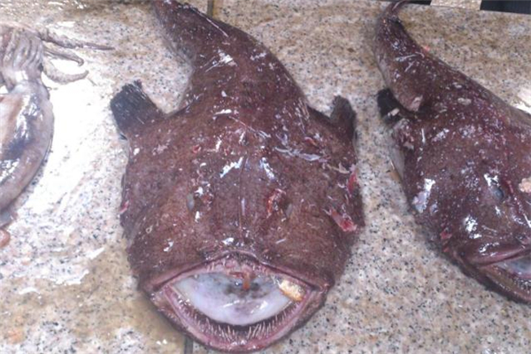 安康魚(yú)哪里有毒 安康魚(yú)哪個(gè)部位不能吃