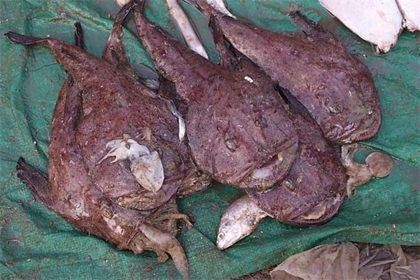 安康魚(yú)哪里有毒 安康魚(yú)哪個(gè)部位不能吃