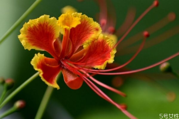 金鳳花的花語(yǔ)是什么呢 金鳳花種植有什么注意的呢