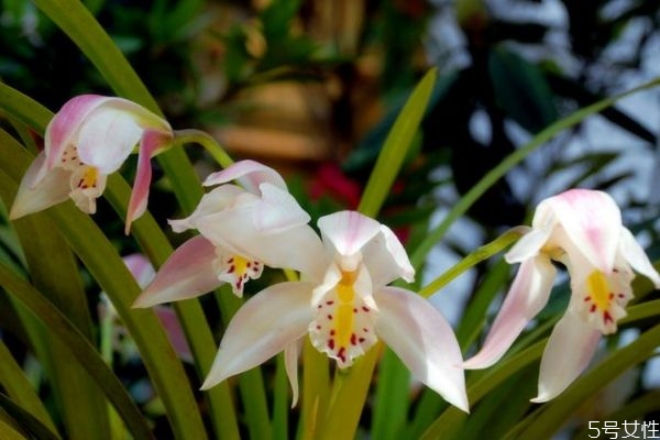 獨(dú)占春的花語(yǔ)是什么呢 獨(dú)占春的種植有什么注意的呢