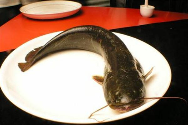 鯰魚(yú)