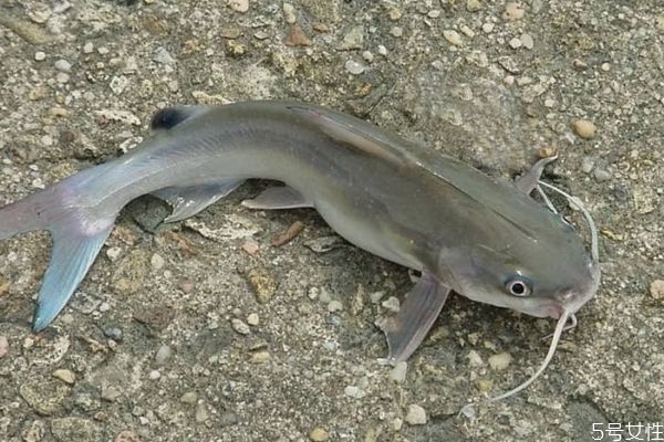 海鯰魚有什么營養(yǎng)價(jià)值呢 吃海鯰魚有什么好處呢