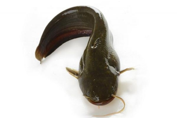 海鯰魚有什么營養(yǎng)價(jià)值呢 吃海鯰魚有什么好處呢