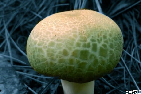什么是青頭菌呢 青頭菌有什么營(yíng)養(yǎng)價(jià)值呢