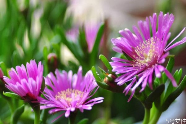松葉菊的花語(yǔ)是什么呢 松葉菊的種植有什么注意的呢