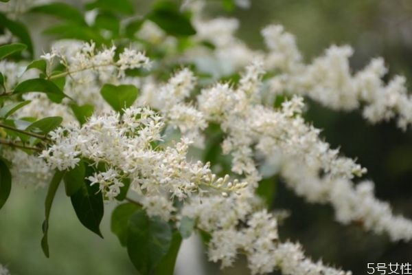 山指甲的花語(yǔ)是什么呢 山指甲的種植有什么注意的呢