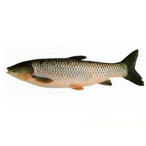 脆肉鯇有哪些做法 脆肉鯇可以做酸菜魚(yú)嗎