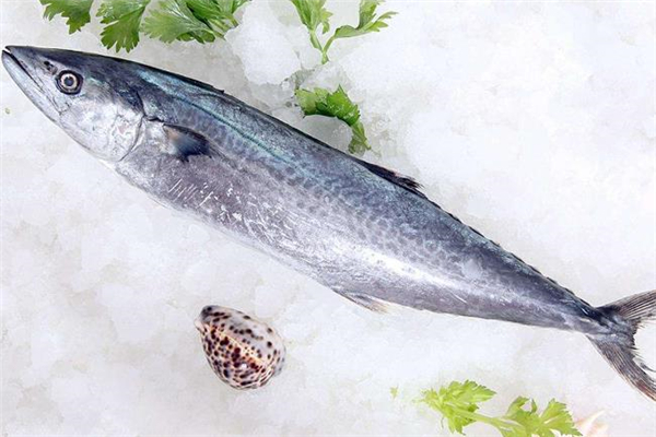 鲅魚(yú)什么人不能吃 鲅魚(yú)不能和什么一起吃