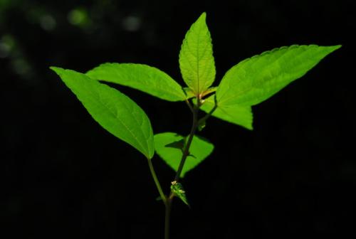 鐵莧是什么 鐵莧的藥用價值