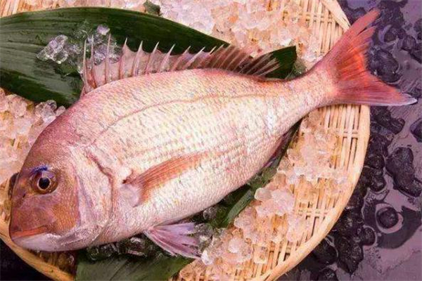 加吉魚的功效與作用 加吉魚的營(yíng)養(yǎng)價(jià)值