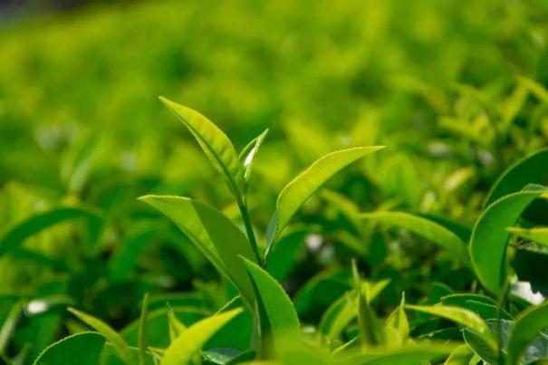 茶葉的利潤(rùn)一般是多少 茶葉炒上天