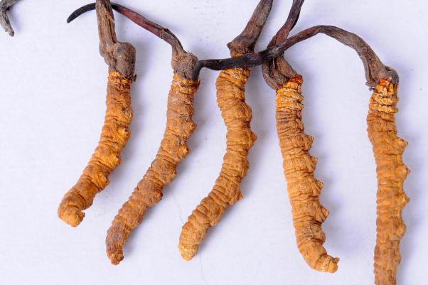冬蟲夏草會(huì)引起腹瀉嗎 冬蟲夏草會(huì)開花嗎