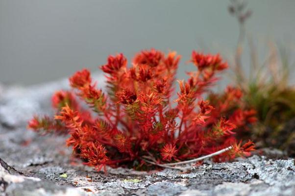 紅景天會不會影響月經(jīng) 紅景天會導(dǎo)致月經(jīng)推遲嗎