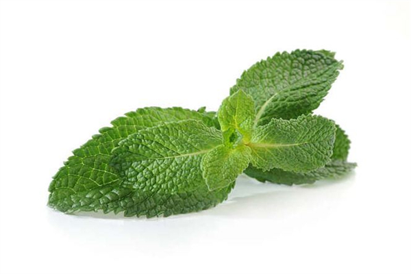 薄荷會上癮嗎 薄荷可以驅(qū)蚊驅(qū)蟲嗎