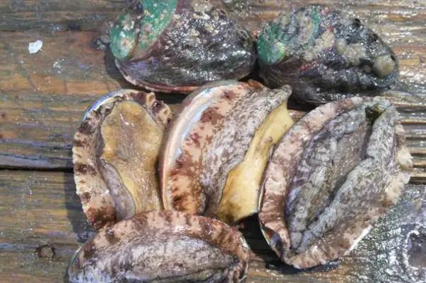 鮑魚要放冰箱嗎 鮑魚要?dú)⒁幌聠?/h1>

時(shí)間：2022-04-29 08:58:15 編輯：5號(hào)網(wǎng)-wsy 0
分享至：



 c_4(); 
鮑魚是我們大家都很熟悉的海鮮，同時(shí)我們大家都知道很多海鮮買回來(lái)是要放冰箱里的，那么我們?cè)谶@里便要了解一下鮑魚要放冰箱嗎？鮑魚要?dú)⒁幌聠幔?/p>鮑魚要放冰箱嗎冷藏和冷凍都可以。鮑魚的營(yíng)養(yǎng)價(jià)值很高，屬于名貴的海洋食用貝類，常年生活在低溫海域中，常溫下保存時(shí)間并不長(zhǎng)，容易死亡變質(zhì)。一般都會(huì)將其置于冰箱保存，在冰箱的低溫條件下，可以抑制細(xì)菌以及微生物的繁殖，一定程度上延長(zhǎng)鮑魚的保存時(shí)間，一般要是鮑魚的量不是很多的話，建議可以放在冰箱冷藏保存；如果鮑魚的量比較多，一時(shí)半會(huì)兒吃不完，糯米建議放冷凍更好。鮑魚中含有豐富的蛋白質(zhì)、脂肪、氨基酸以及鈣、鐵、磷等多種礦物質(zhì)產(chǎn)婦，將其置于冷凍室下進(jìn)行保存，在冷凍室的低溫條件下，可以幫助抑制鮑魚細(xì)菌以及微生物的滋生，幫助延長(zhǎng)其保質(zhì)期，正常情況下可以保存1-2個(gè)月左右。鮑魚要?dú)⒁幌聠?/h3>不需要。剛買回來(lái)的鮑魚如果不著急吃，想要繼續(xù)存放的話，無(wú)需清洗宰殺處理，而且還要避免將鮑魚表面的自帶的海水成分洗掉，否則鮑魚會(huì)因?yàn)榄h(huán)境不適應(yīng)而死得更快，建議鮮鮑魚直接保留原樣，用保鮮袋或保鮮盒裝好，直接放入冰箱冷藏或常溫存放即可。鮑魚是海洋食用貝類，剛買到的鮑魚一旦離開了原來(lái)的生活領(lǐng)域，就很難存活保證其不死，只能采取以下方法來(lái)延長(zhǎng)存活的時(shí)間：準(zhǔn)備一盆清水，放少許食鹽攪勻，然后將活鮑魚放入盆中，倒入淡鹽水，水量沒(méi)過(guò)鮑魚的一半了，然后將鮑魚放在陰涼干燥通風(fēng)處即可，不過(guò)鮑魚在常溫下存放時(shí)間較短，大概只能放2天左右。鮑魚要冷水還是熱水焯水鮑魚在吃之前是可以先焯一下水的，生鮑魚的腥味較重，將鮑魚先焯一下水再去烹飪的話能夠減輕鮑魚的腥味。另外將鮑魚焯一下水的話能夠幫助殺滅鮑魚中沒(méi)有清洗干凈的細(xì)菌，使得鮑魚吃起來(lái)更加的衛(wèi)生健康。想要鮑魚的口感好的話，就一定要將鮑魚熱水下鍋，因?yàn)槿绻渌洛伒脑挘U魚燙的時(shí)間就會(huì)比較久，這樣鮑魚的口感就會(huì)偏硬。一般將鮑魚清洗處理干凈熱水下鍋燙2分鐘左右將其撈出為宜，這樣就能使得鮑魚的口感更好。另外如果想要鮑魚的口感更好的話，在焯水之前可以在鮑魚的肉面上用刀劃上井字格，這樣鮑魚會(huì)更容易焯熟，且在烹飪的時(shí)候也更容易入味。鮑魚會(huì)過(guò)敏嗎鮑魚也會(huì)出現(xiàn)過(guò)敏的癥狀，因?yàn)轷U魚是一種海鮮海產(chǎn)品，特別是對(duì)海鮮，海產(chǎn)品過(guò)敏體質(zhì)的人，對(duì)鮑魚也會(huì)出現(xiàn)過(guò)敏的癥狀，要及時(shí)的采取脫敏的藥物進(jìn)行治療，可以用一些抗過(guò)敏的藥物。在這期間要注意，不能吃辛辣的食物，也不要喝酒，要注意衛(wèi)生。導(dǎo)致過(guò)敏的原因可能跟個(gè)人的體質(zhì)有一定關(guān)系，但也可能是免疫力下降所引起的癥狀。過(guò)敏最好不要吃鮑魚的，因?yàn)樗鼘儆诤ｕr之類的，過(guò)敏性體質(zhì)，對(duì)海鮮之類的食物都容易發(fā)生過(guò)敏的，吃了以后有可能會(huì)加重過(guò)敏的癥狀。 

 b_4(); 


鮑魚要蒸多少時(shí)間才能熟 鮑魚要焯水嗎
下一篇:很抱歉沒(méi)有了

網(wǎng)站首頁(yè)
返回欄目


相關(guān)文章

1鮑魚要蒸多少時(shí)間才能熟 鮑魚要焯水嗎浏览:3468 2鮑魚有牙齒嗎 鮑魚有幾頭什么意思浏览:1万+ 1鮑魚的熱量 鮑魚有寄生蟲嗎 2鮑魚孕婦可以吃嗎 鮑魚孕婦吃了有什么好處 3鮑魚屬于甲殼動(dòng)物還是軟體動(dòng)物 鮑魚煮多久才可以吃 4鮑魚的功效與作用及營(yíng)養(yǎng) 鮑魚怎么處理干凈 5鮑魚多少錢一斤市場(chǎng)價(jià)2022年 鮑魚多少錢一只 6鮑魚吃了有哪些好處 鮑魚吃多了會(huì)有什么壞處 


熱門文章


豬各部位肉的名稱圖片全解巴沙魚到底能不能吃？吃巴沙魚有什么危害嗎 

C位是什么意思？明星站C位是什么意思腌咸雞蛋一斤放多少鹽？腌咸雞蛋10斤需多少鹽？10寸蛋糕多大 10寸蛋糕夠幾個(gè)人吃木耳要焯水嗎?木耳怎么焯水?糯米和江米是一種米嗎 東北圓糯米才叫江米蛋糕尺寸適合多少人？6寸的蛋糕4個(gè)人吃夠嗎？鮮百合吃多了會(huì)中毒嗎?鮮百合的吃法禁忌低糖水果有哪些？十大低糖水果排行榜海螺怎樣吃才正確圖解？海螺哪里不能吃圖示麥飯石鍋有害嗎？麥飯石鍋的危害海螺哪個(gè)部位不能吃 海螺不能吃的部位圖解6寸蛋糕多大 6寸蛋糕直徑多少 


5H跟帖 
















網(wǎng)友評(píng)論僅供其表達(dá)個(gè)人看法，并不表明5h立場(chǎng)。





		var mydate = new Date();
		var year = mydate.getFullYear();
		var month = mydate.getMonth();
		var day = mydate.getDate()
		var nowdate = year+"-"+month+"-"+day
		
		$("#imageField").click(function(){
			var commentcont = $(".comment-text").val();
			if($(".comment-text").val()==""){
				alert("您沒(méi)什么話要說(shuō)嗎？");
			}else{
				var data = {
					nomember:1,
					saytext:commentcont,
					id : $("#id").attr("value"),
					ecmsfrom : $("#ecmsfrom").attr("value"),
					classid : $("#classid").attr("value"),
					enews : $("#enews").attr("value"),
					repid : $("#repid").attr("value")
				};				
				$.ajax({
					type: "POST",
					url: "/e/pl/doaction.php",
					data: data,
					dataType:'text',
					success: function(msg){
						$(".comment-text").val("");
						$(".comment-body").prepend('<li><div   id="sici2cg"   class="combd-title"><span id="kkakwau"    class="title">本站網(wǎng)友:匿名</span><span id="iyiueu2"    class="time">'+nowdate+'</span></div><p class="combd-bd">'+commentcont+'</p></li>')
					}
				});
			}	
		})	
	
 
