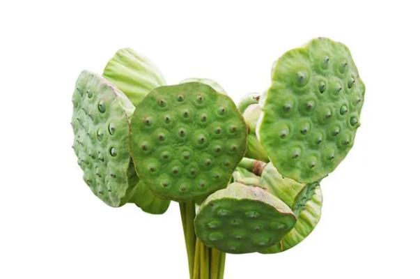 蓮蓬是長(zhǎng)在荷花里面的嗎 蓮蓬是荷花謝了以后長(zhǎng)出來(lái)的嗎
